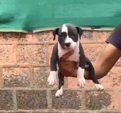 Buy Vaccinated  Pitbull Puppy from  India